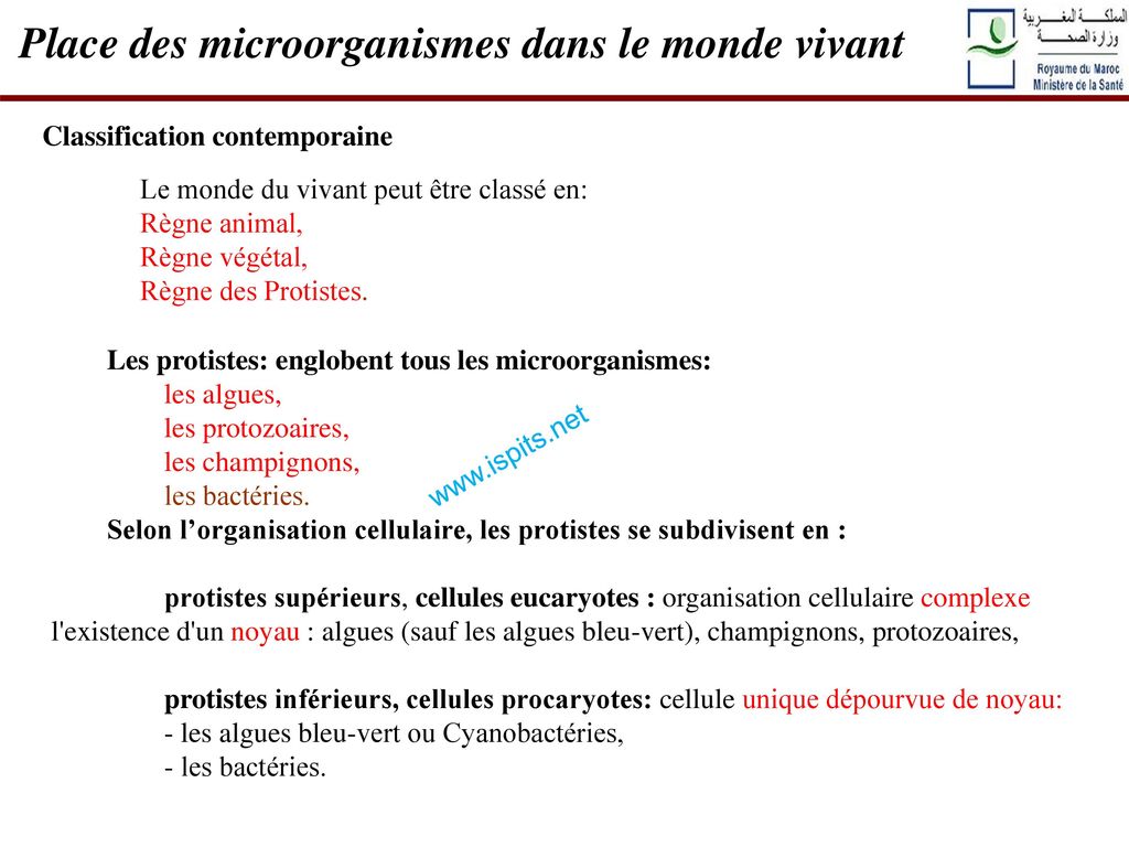 Classification Des Bact Ries Selon Leur Forme Pdf